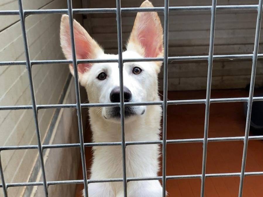 Vuoi adottare un cane a Varese?