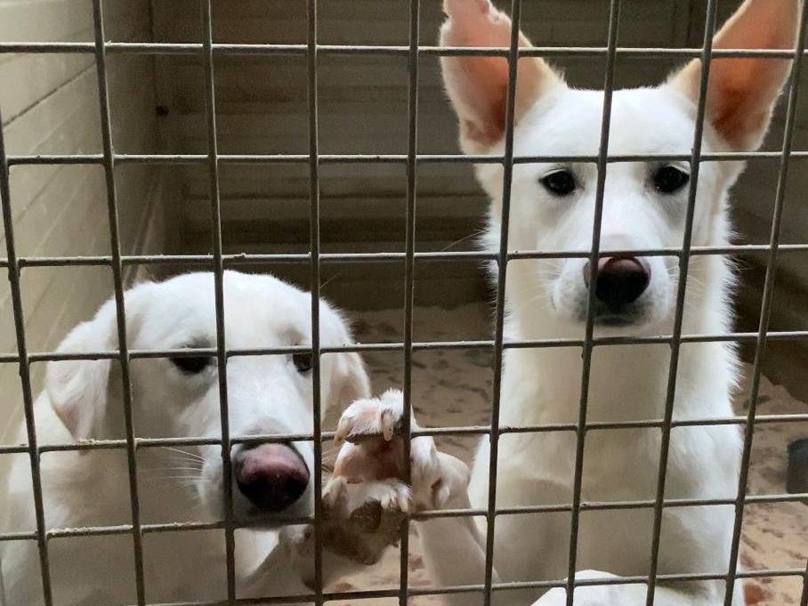 Adotta il cane Mirko a Varese