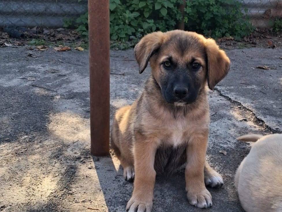 Adozione cane, femmina, Razza sconosciuta Razza sconosciuta, 2 mesi, taglia grande, Siracusa