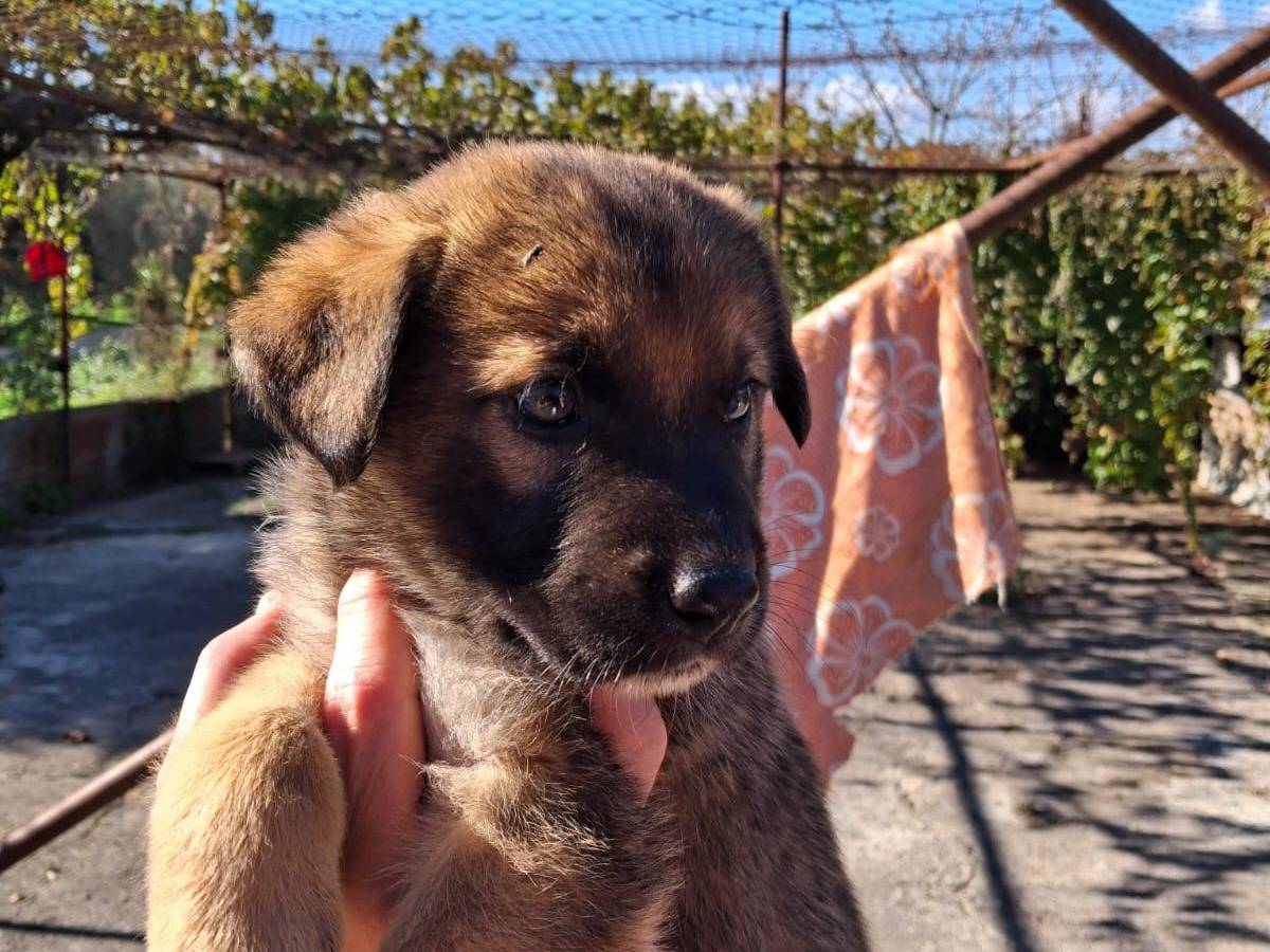 Adotta un cane, femmina, 2 mesi, Siracusa