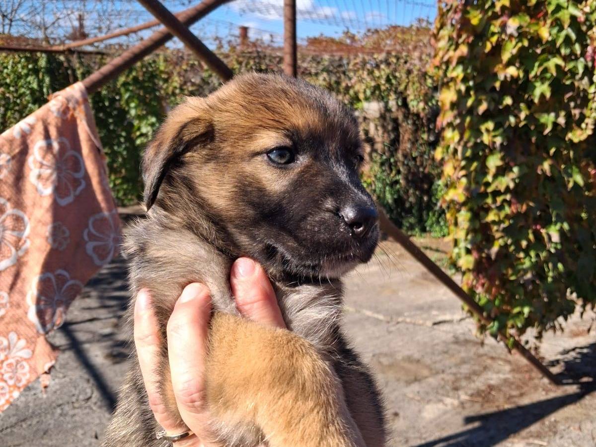 Adotta un cane, taglia grande, femmina, Siracusa