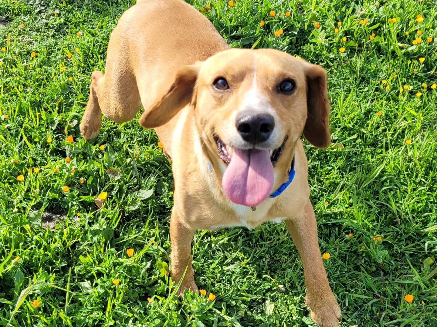 Adozione cane, maschio, Razza sconosciuta Razza sconosciuta, 4 anni e 9 mesi, taglia media contenuta, Ragusa