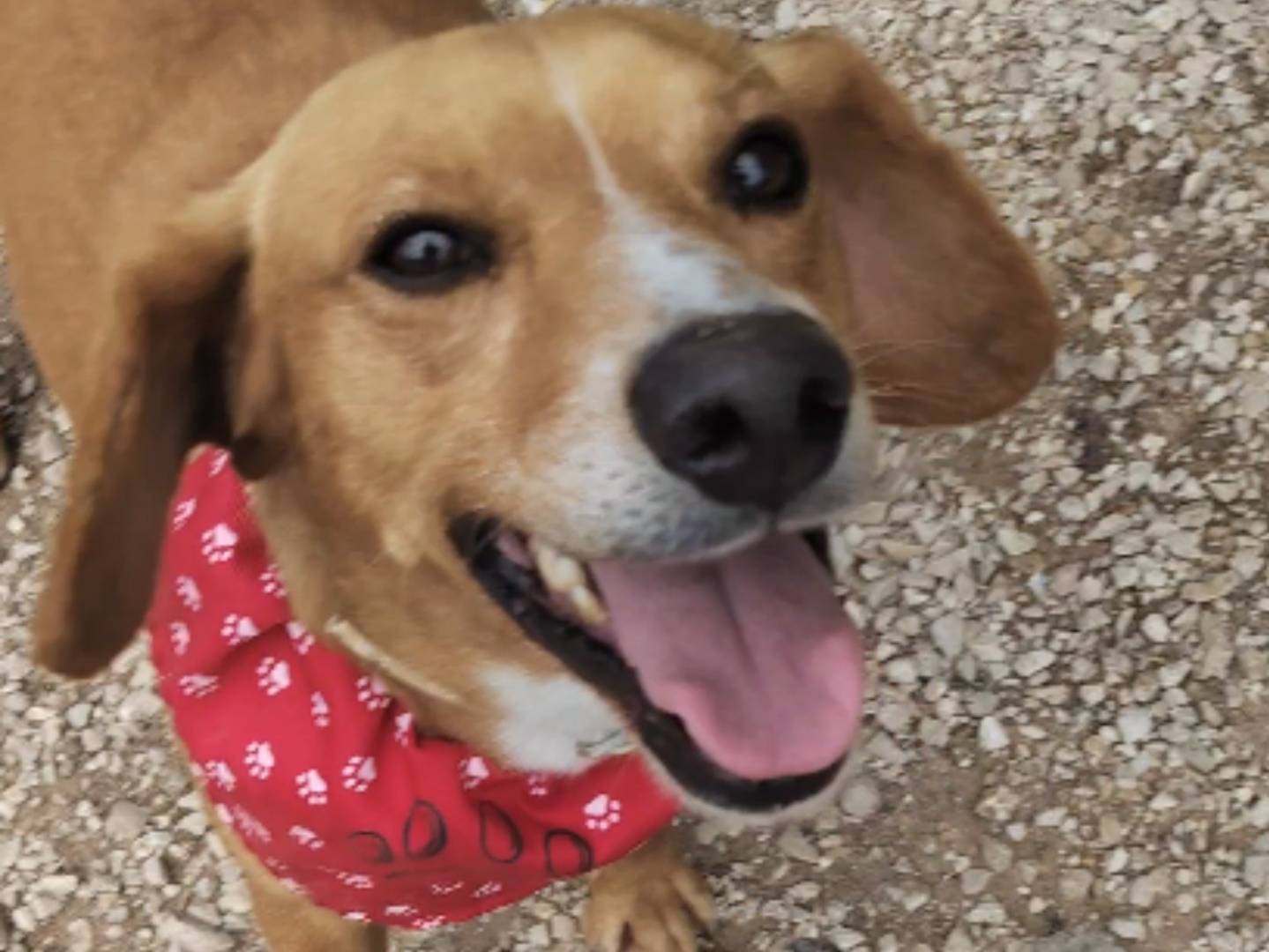 Adotta un cane, maschio, 4 anni e 9 mesi, Ragusa