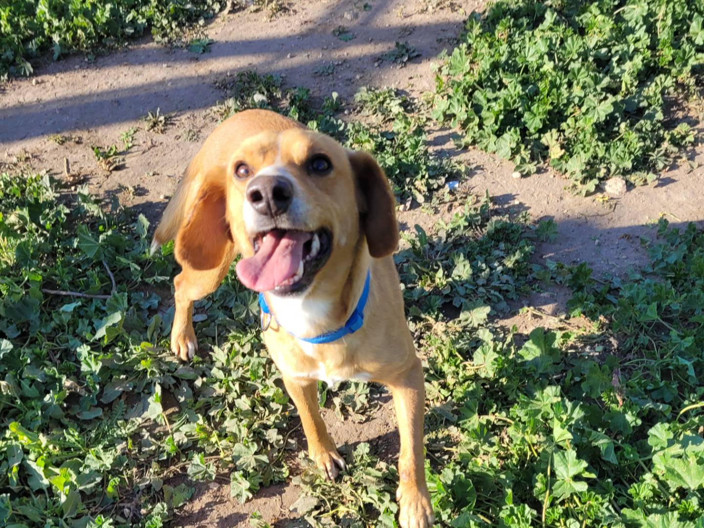 Adotta un cane, taglia media contenuta, maschio, Ragusa