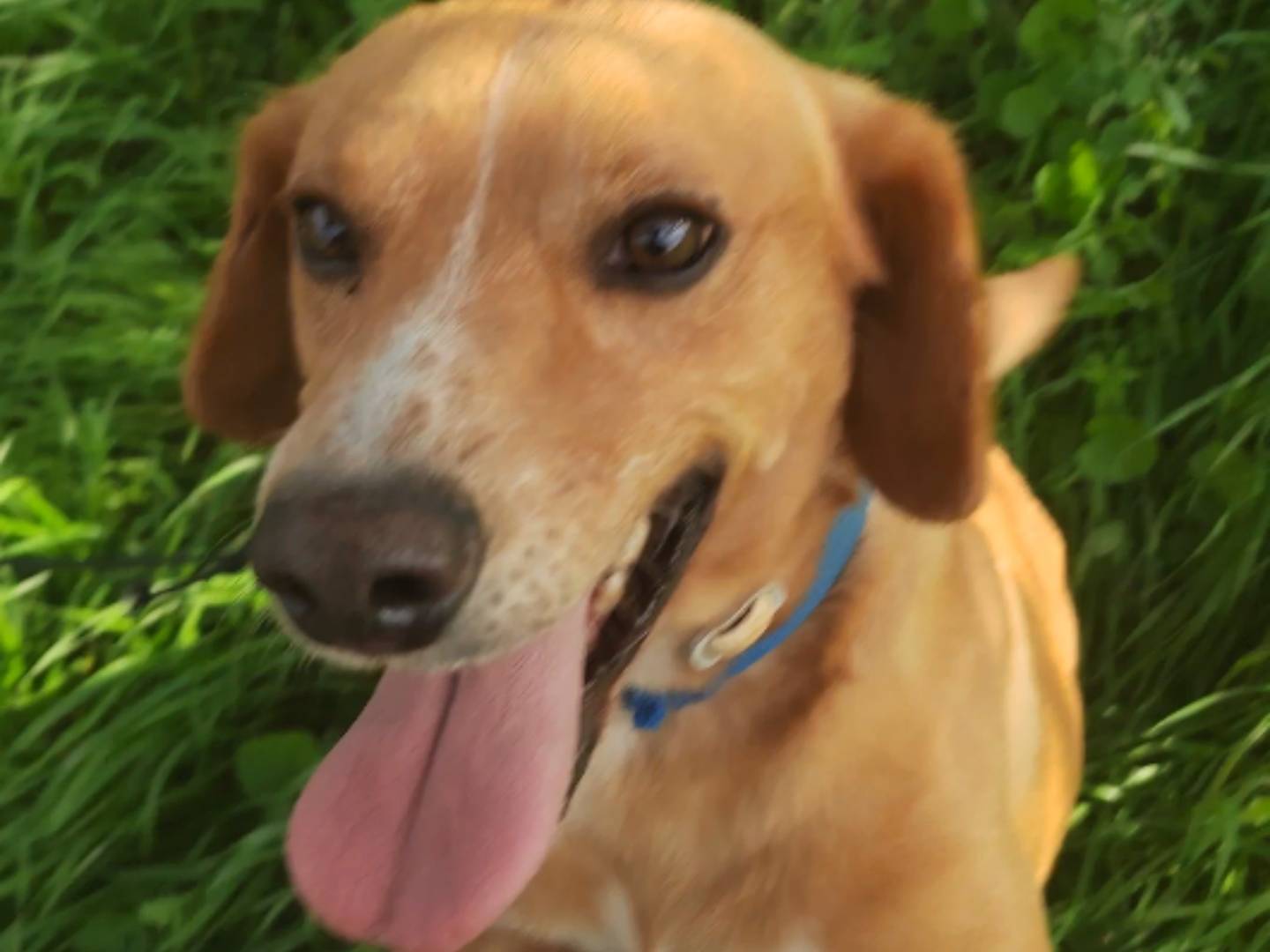 Vuoi adottare un cane a Ragusa?