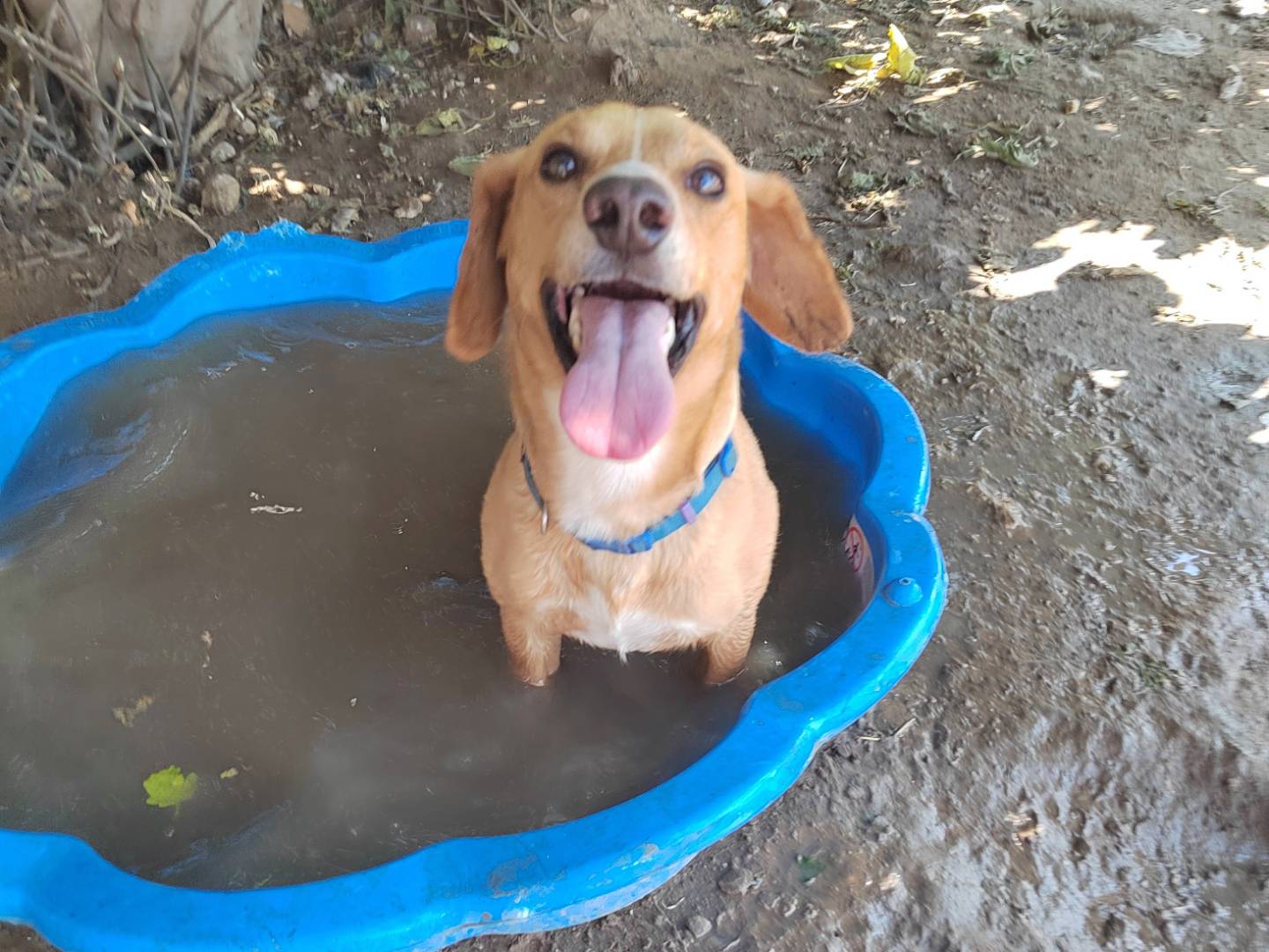 Adotta il cane Biagio a Ragusa
