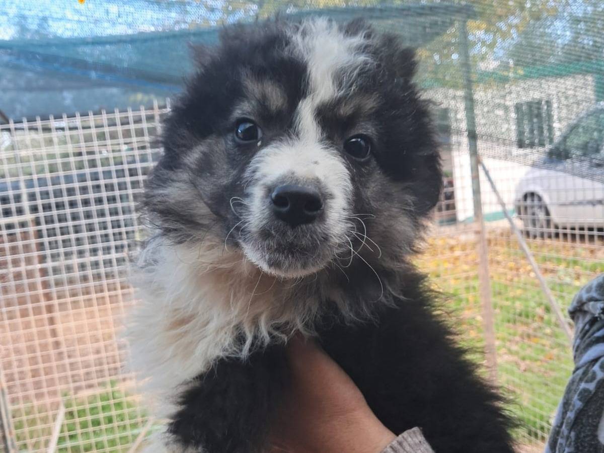 Adozione cane, maschio, Razza sconosciuta Razza sconosciuta, 2 mesi, taglia media, Barletta
