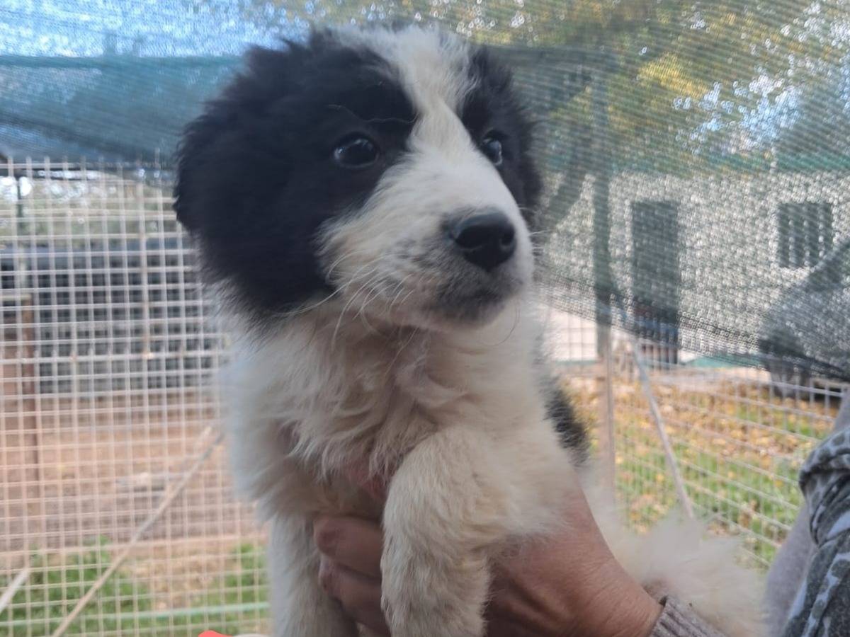 Adozione cane, maschio, Border Collie Razza sconosciuta, 2 mesi, taglia media, Barletta