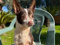 Adozione cane, maschio, Chihuahua Razza sconosciuta, 7 anni e 11 mesi, taglia piccola, Napoli