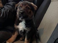 Adozione cane, femmina, Razza sconosciuta Razza sconosciuta, 1 mesi, taglia media, Napoli