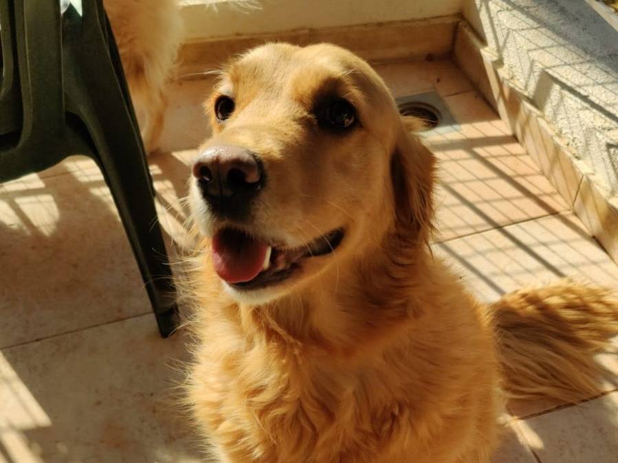 Adozione cane, femmina, Golden Retriever Razza sconosciuta, 3 anni e 9 mesi, taglia media, Milano