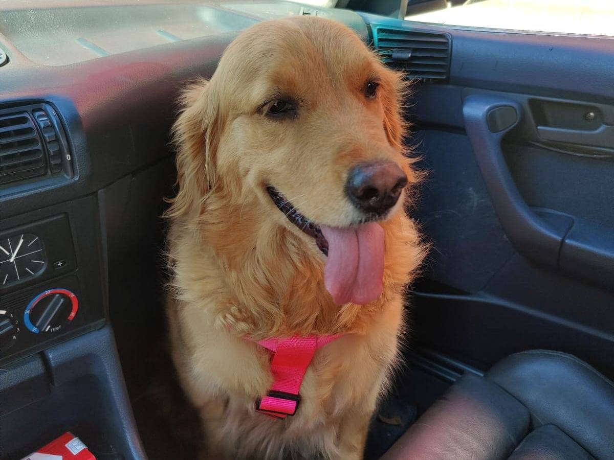 Adotta un cane, femmina, 3 anni e 9 mesi, Milano