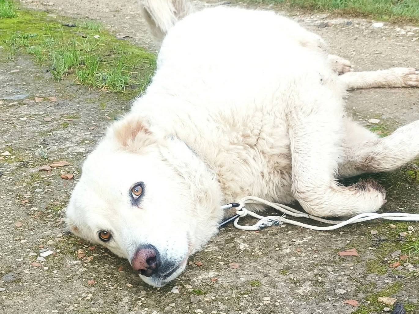 Adotta un cane, taglia grande, femmina, Latina