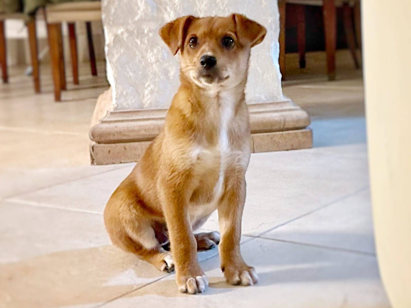 Adozione cane, femmina, Razza sconosciuta Razza sconosciuta, 4 mesi, taglia piccola, Crotone