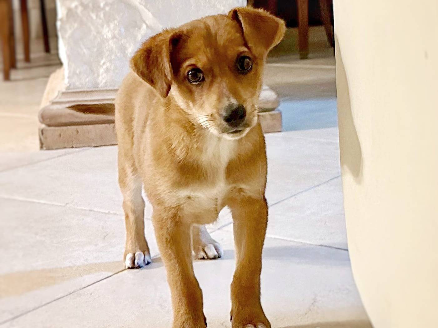 Adotta un cane, femmina, 4 mesi, Crotone