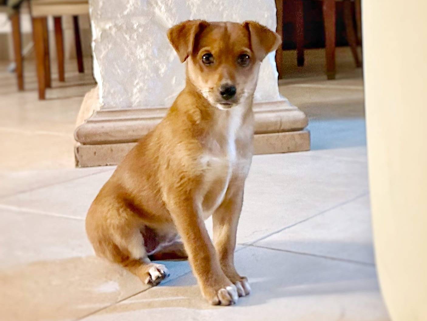 Adotta un cane, taglia piccola, femmina, Crotone