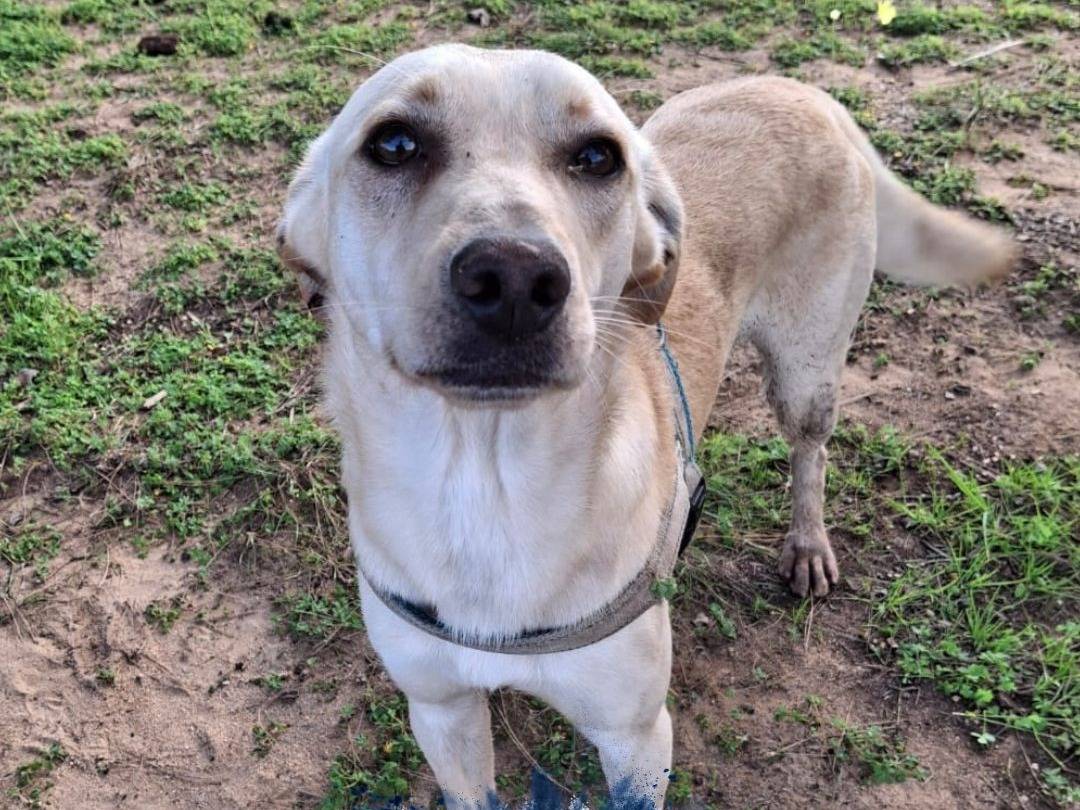 Adozione cane, maschio, Razza sconosciuta Razza sconosciuta, 11 mesi, taglia media contenuta, Crotone