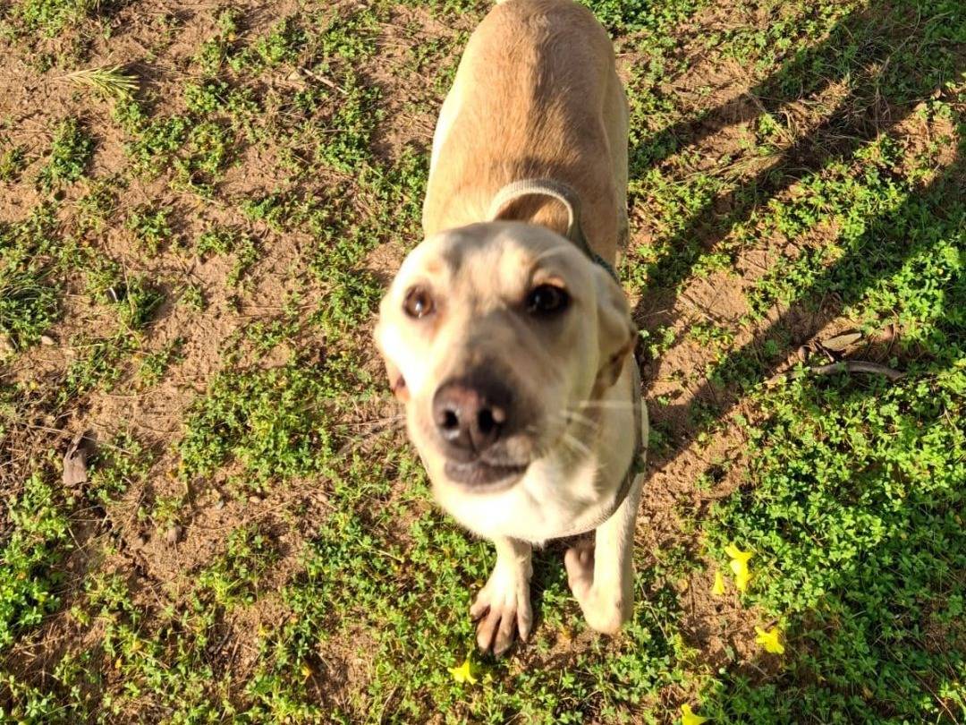 Adotta un cane, maschio, 11 mesi, Crotone