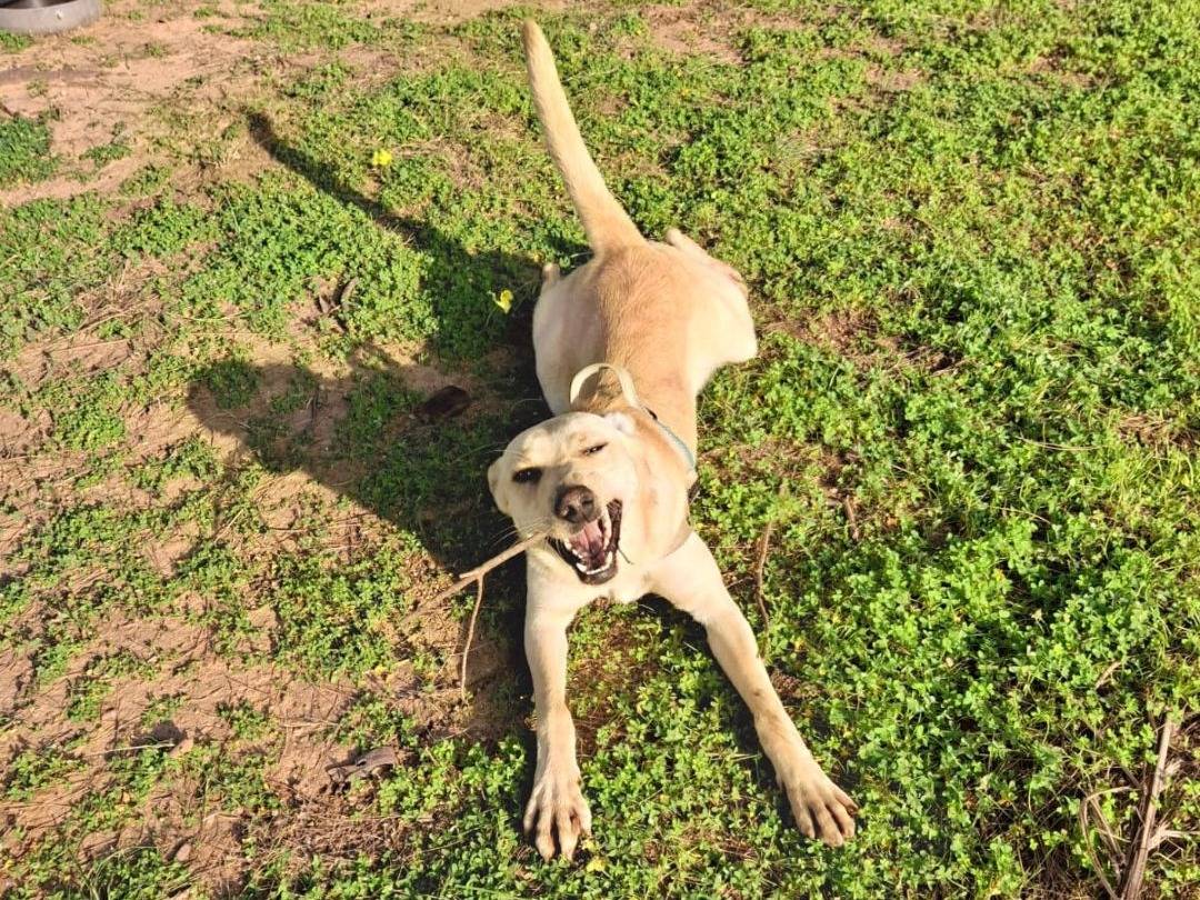 Vuoi adottare un cane a Crotone?