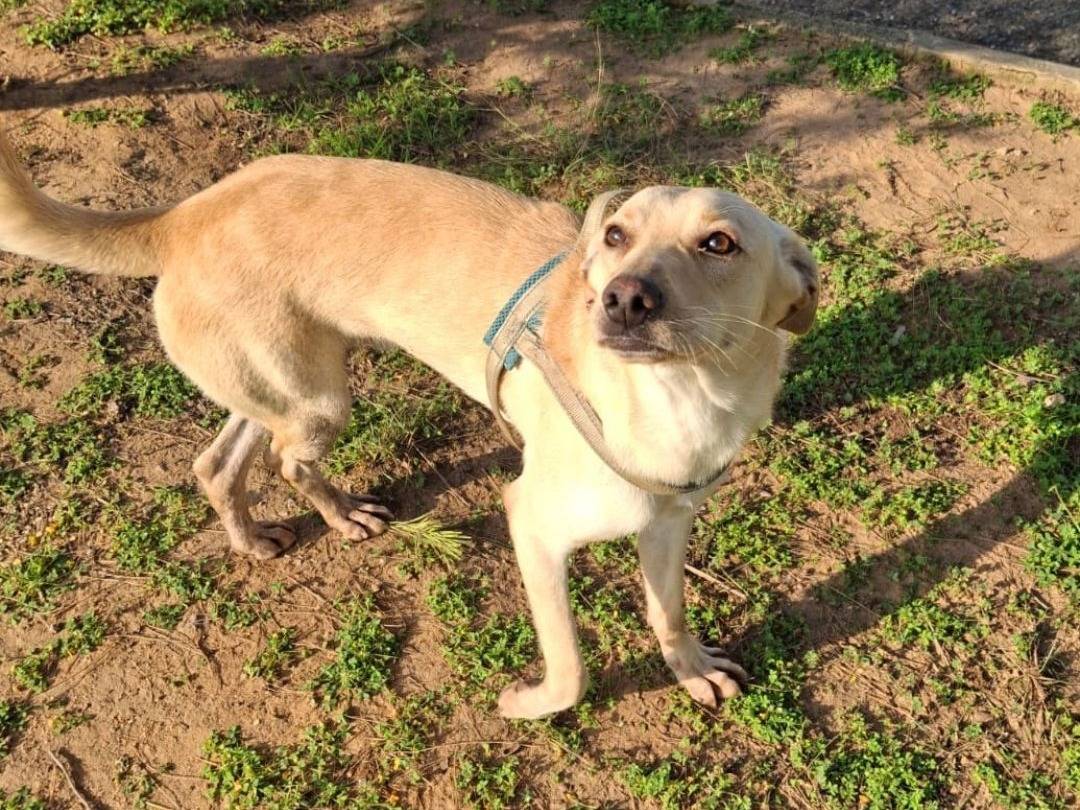 Adotta il cane Olly a Crotone