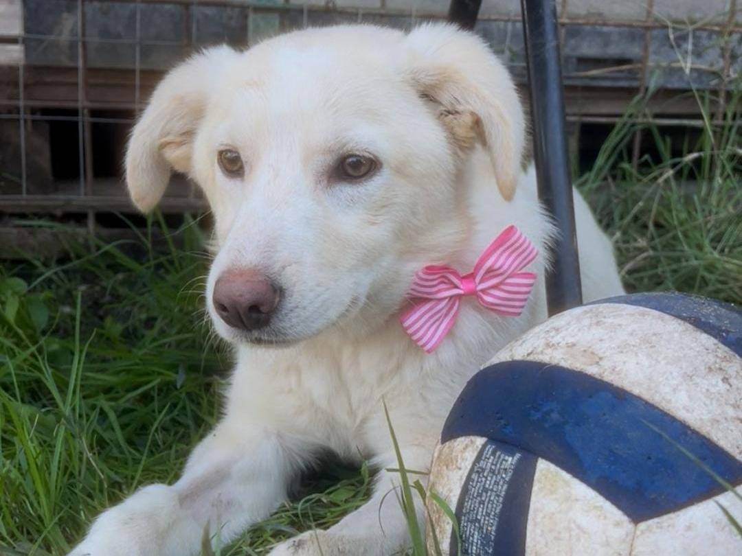 Adotta un cane, femmina, 7 mesi, Crotone