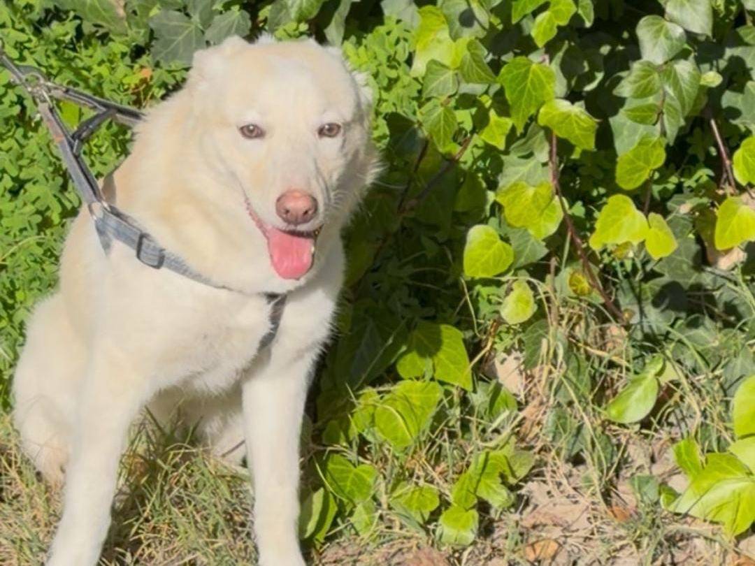 Adotta un cane, taglia media contenuta, femmina, Crotone