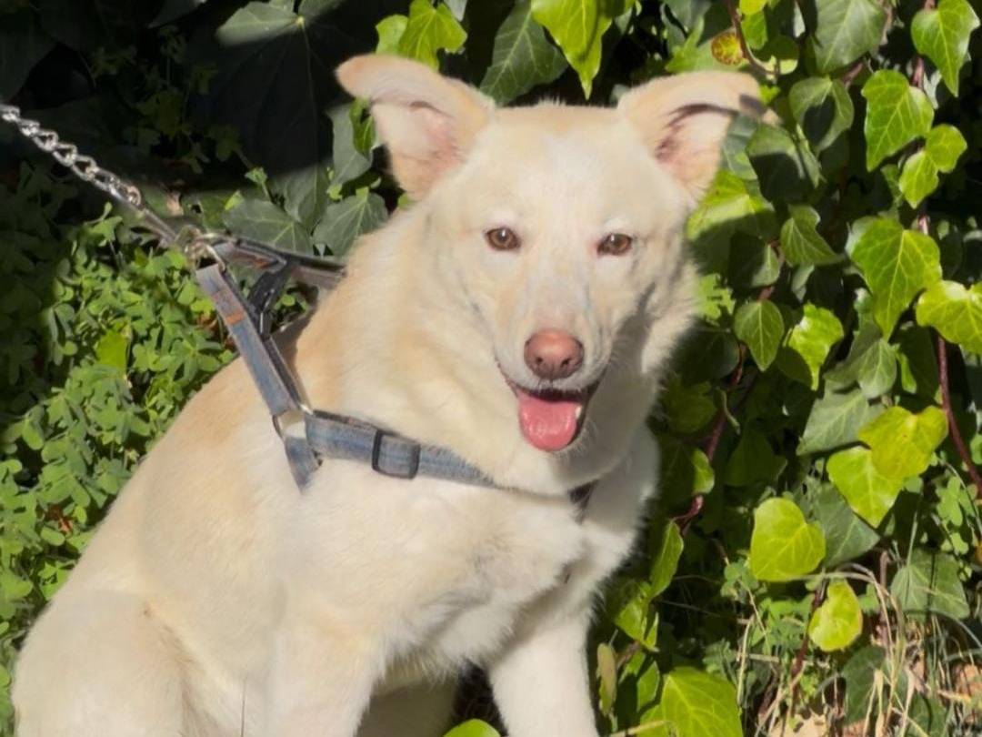 Vuoi adottare un cane a Crotone?