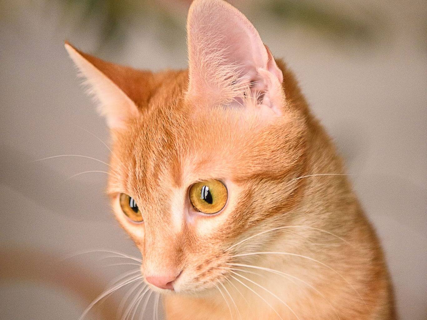 Vuoi adottare un gatto a Pavia?