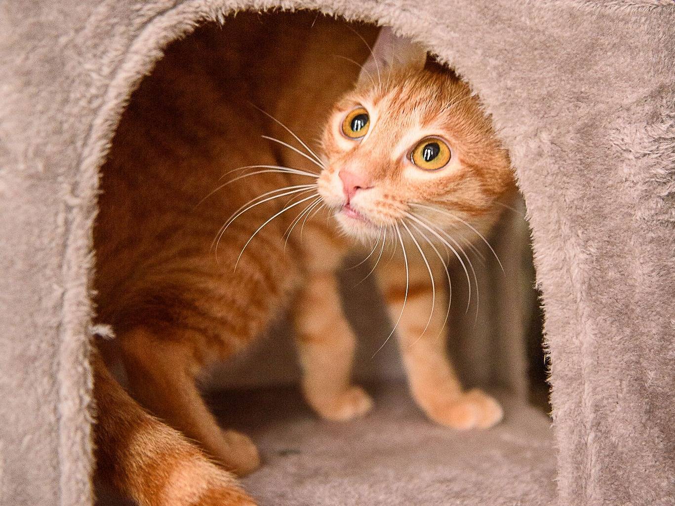 Adotta il gatto ZOE a Pavia