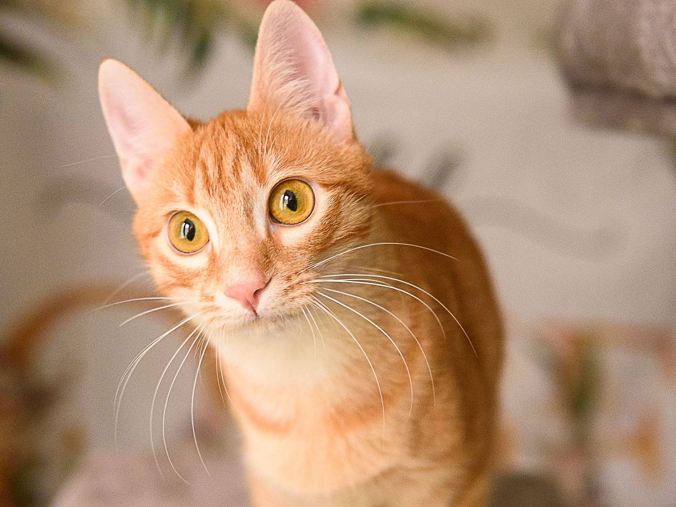 Adotta un gatto, taglia non valida, femmina, Pavia