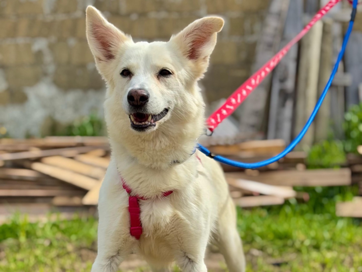 Adotta un cane, femmina, 11 anni e 8 mesi, Napoli