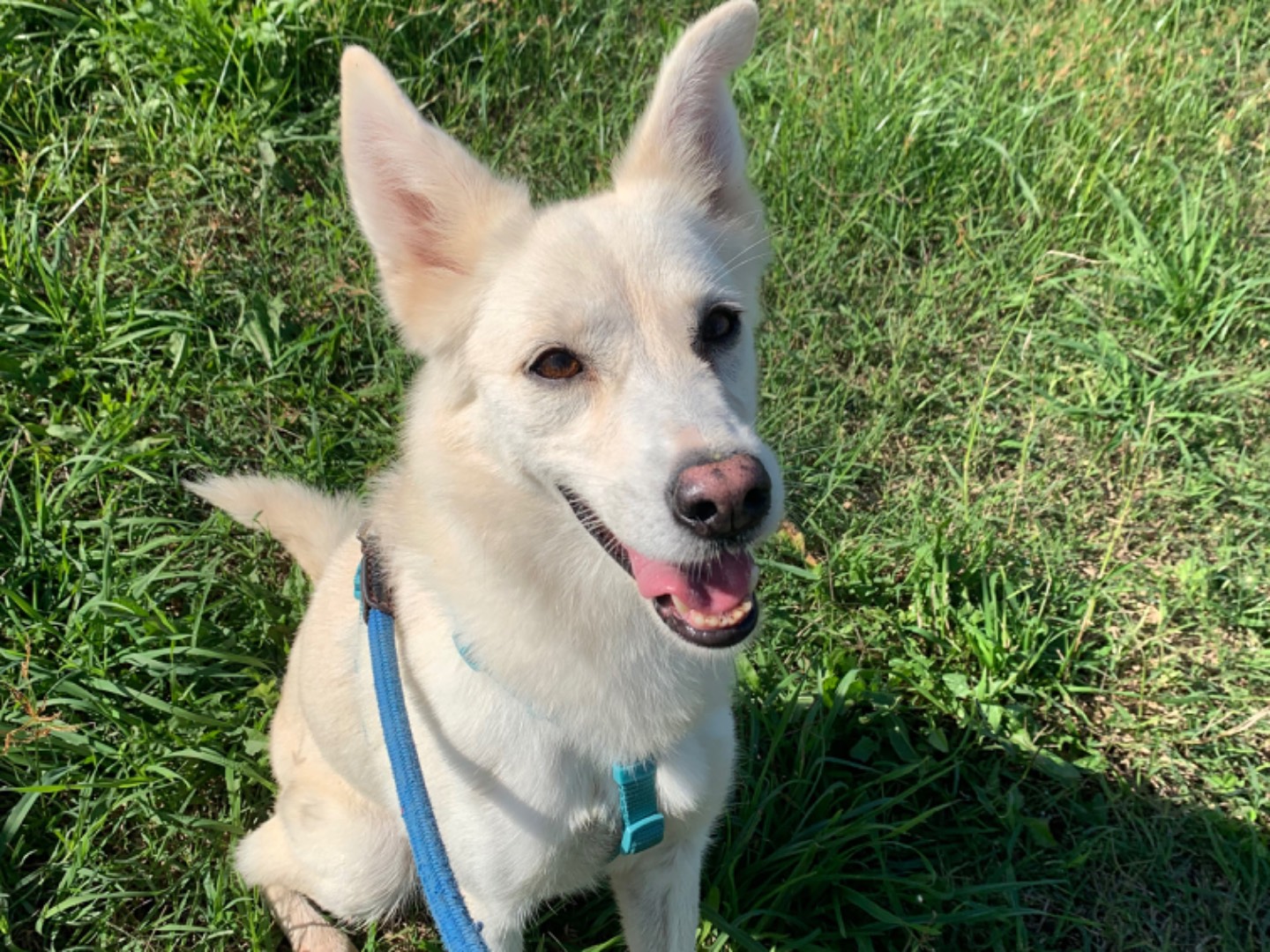 Adotta un cane, taglia media contenuta, femmina, Napoli