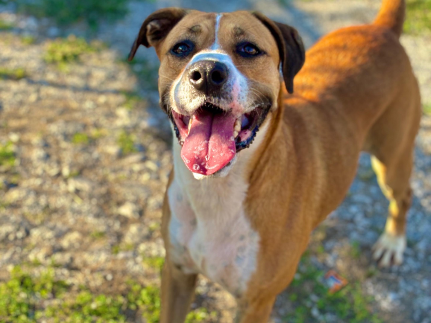 Adozione cane, femmina, Razza sconosciuta Razza sconosciuta, 6 anni e 11 mesi, taglia media, Napoli