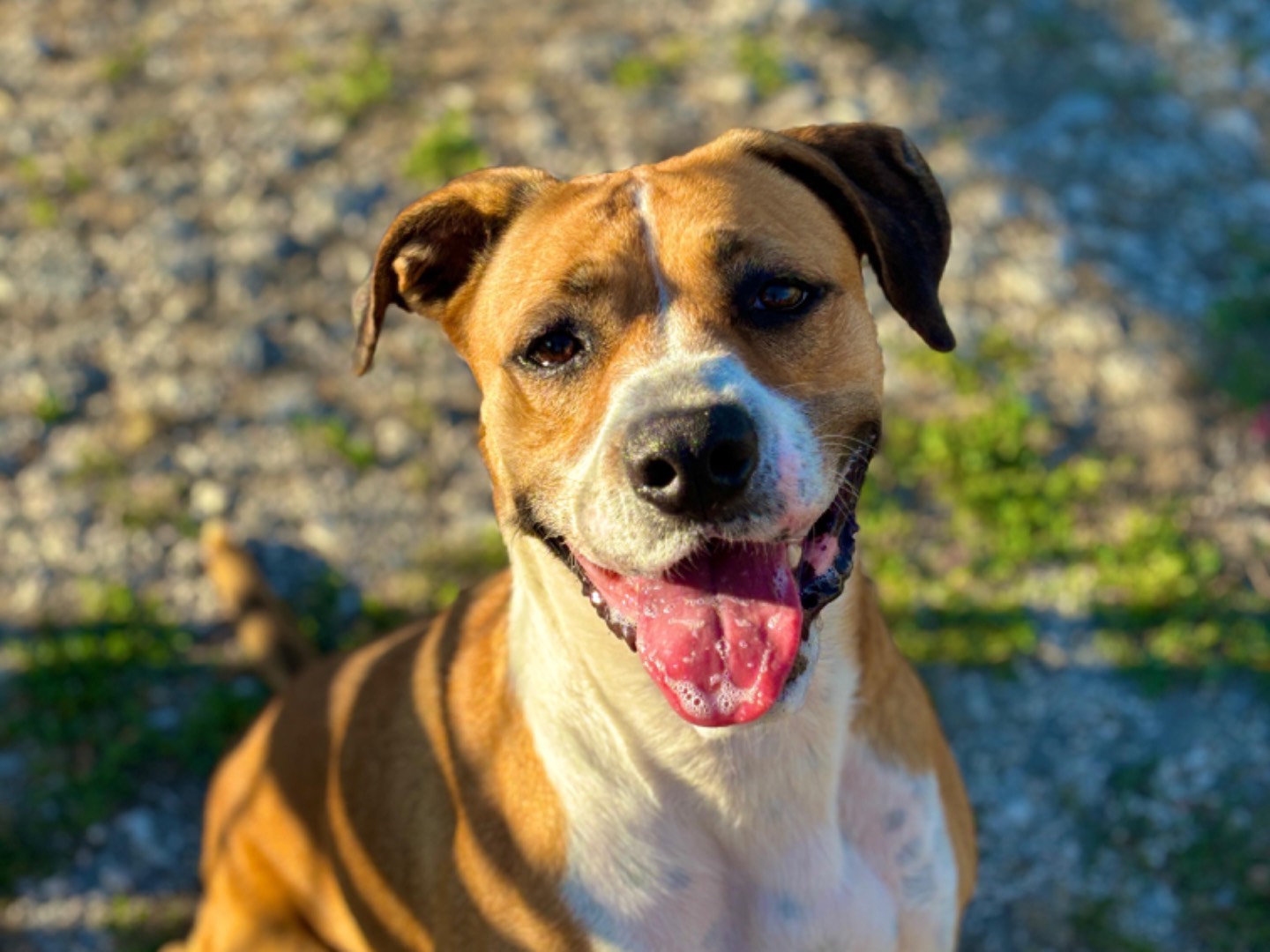 Adotta un cane, femmina, 6 anni e 11 mesi, Napoli