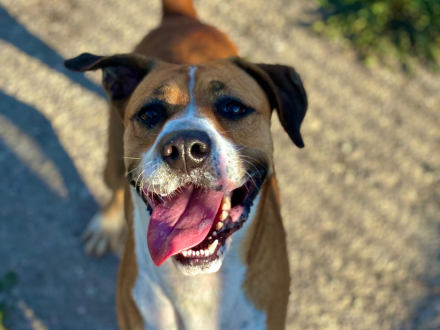 Adotta un cane, taglia media, femmina, Napoli