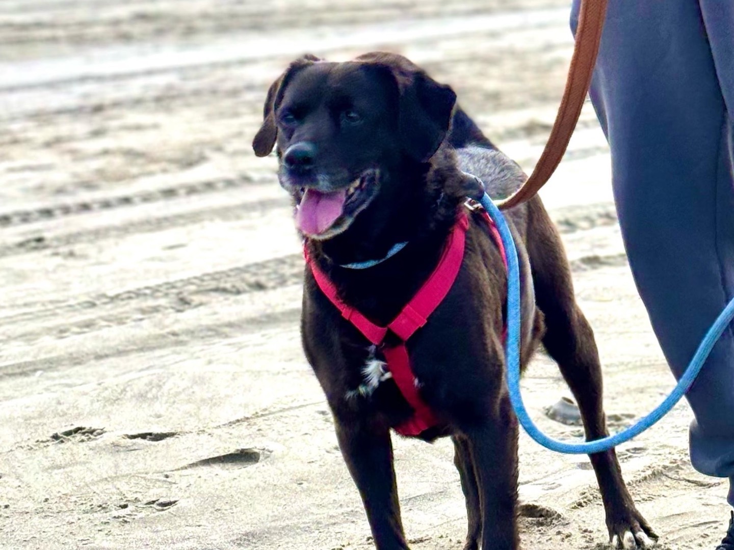 Adozione cane, maschio, Razza sconosciuta Razza sconosciuta, 12 anni e 7 mesi, taglia media, Napoli