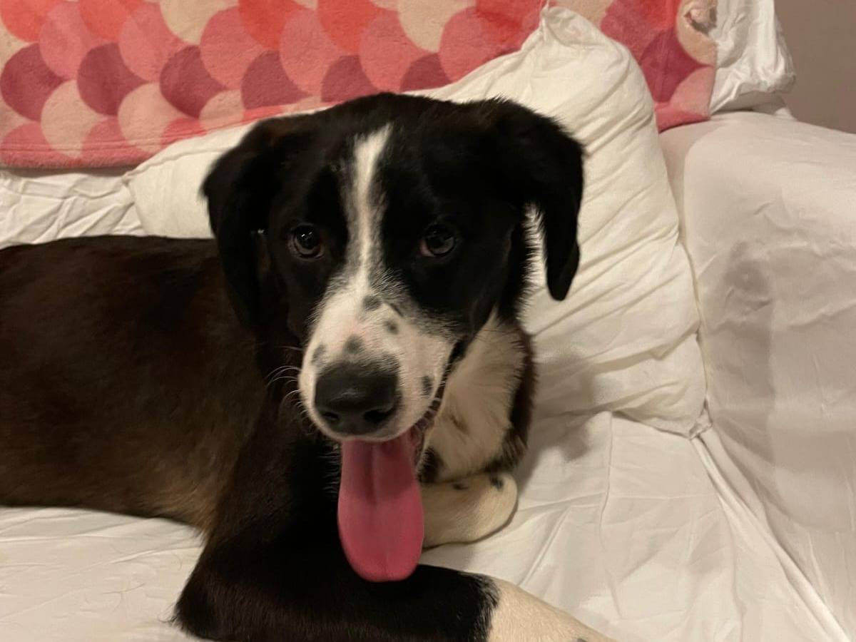 Adozione cane, femmina, Razza sconosciuta Razza sconosciuta, 7 mesi, taglia media contenuta, Pavia