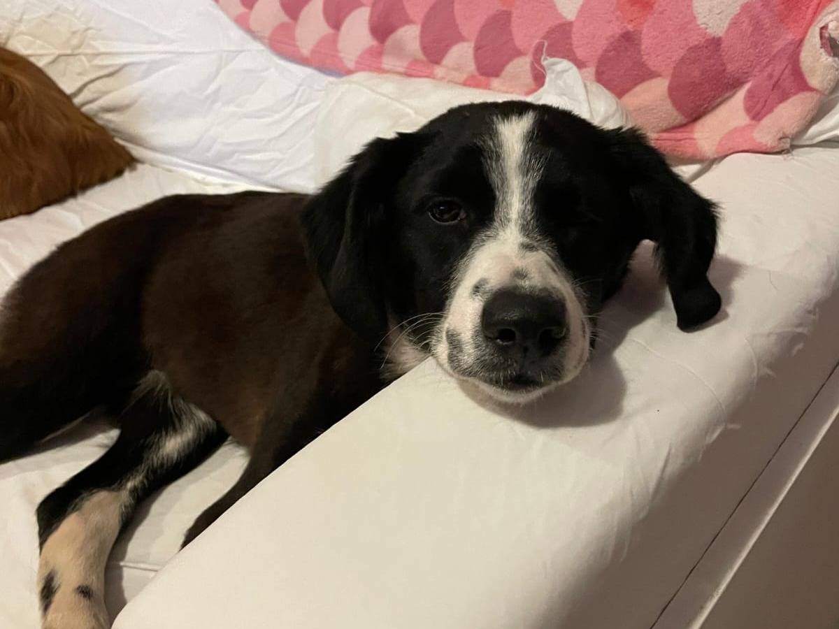 Vuoi adottare un cane a Pavia?