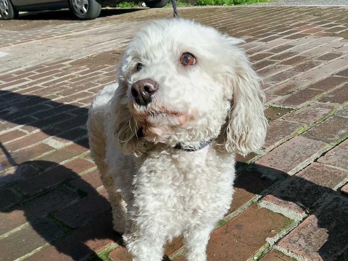 Adozione cane, femmina, Barbone Razza sconosciuta, 9 anni e 11 mesi, taglia piccola, Vibo