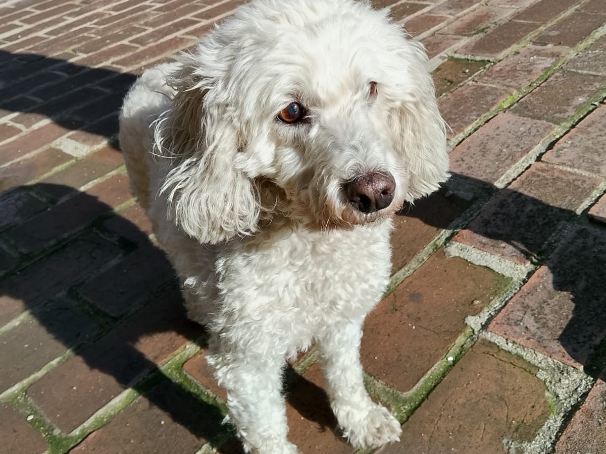 Vuoi adottare un cane a Vibo?