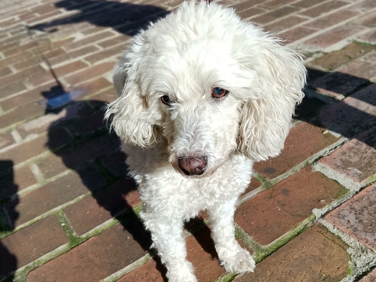 Adotta il cane Stella a Vibo