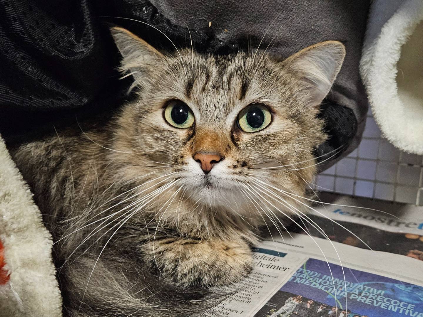 Adozione gatto, femmina, Siberiano Razza sconosciuta, 8 mesi, taglia non valida, Milano