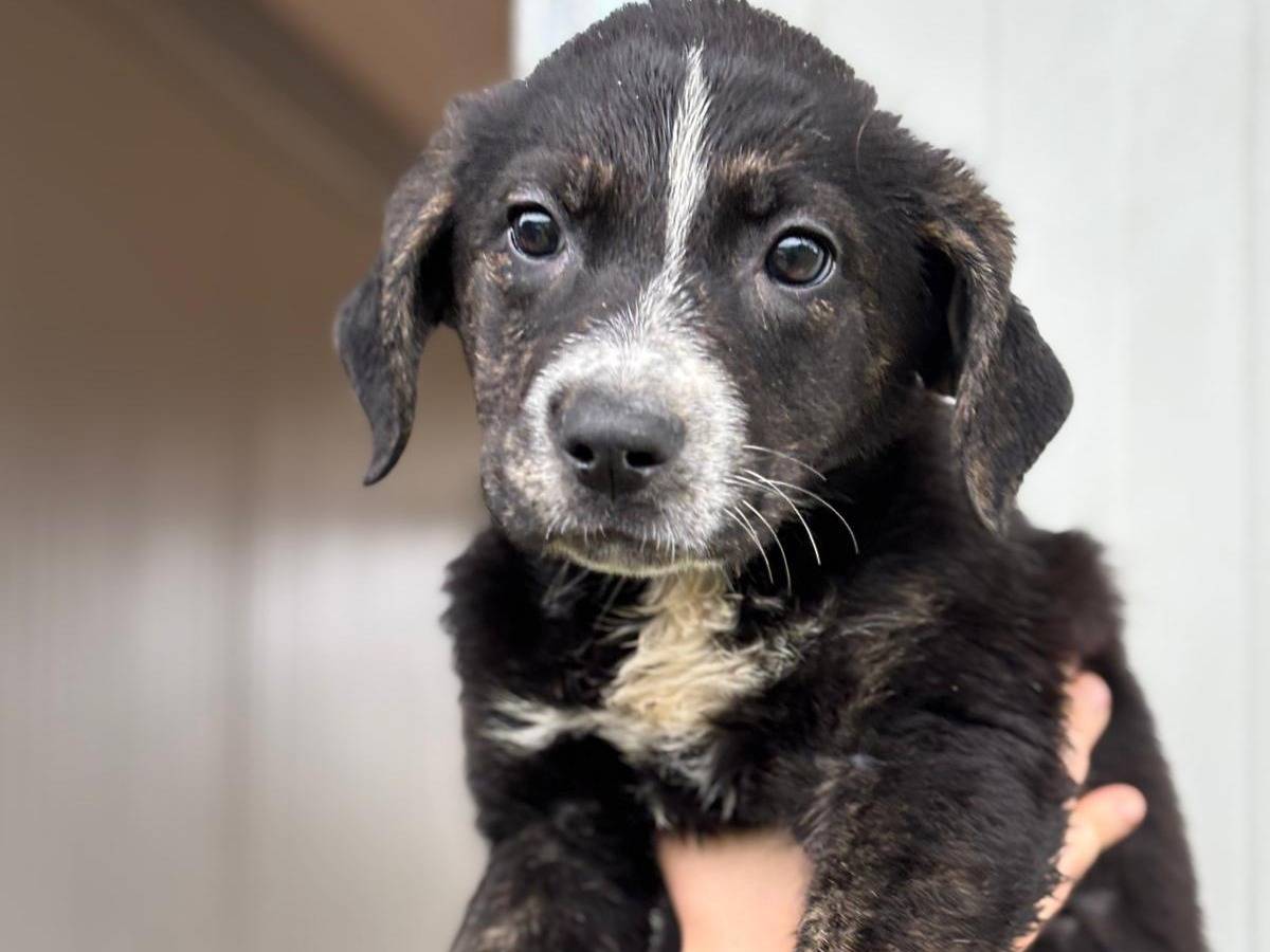 Adozione cane, femmina, Razza sconosciuta Razza sconosciuta, 2 mesi, taglia media, Pisa