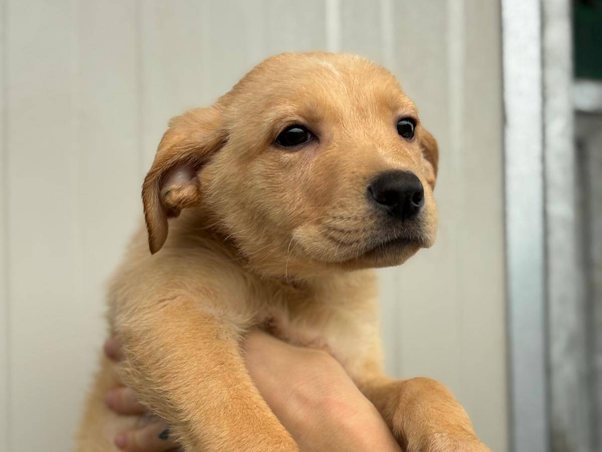 Adozione cane, femmina, Razza sconosciuta Razza sconosciuta, 2 mesi, taglia media, Pisa