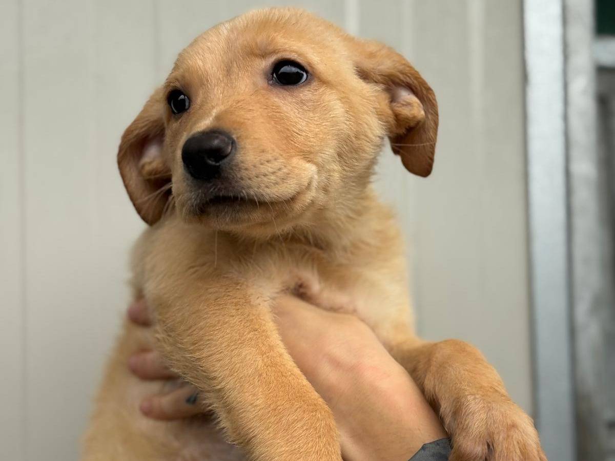 Adotta un cane, femmina, 2 mesi, Pisa