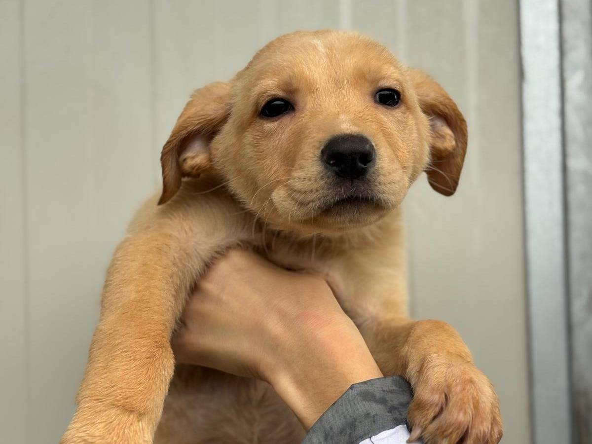 Adotta un cane, taglia media, femmina, Pisa