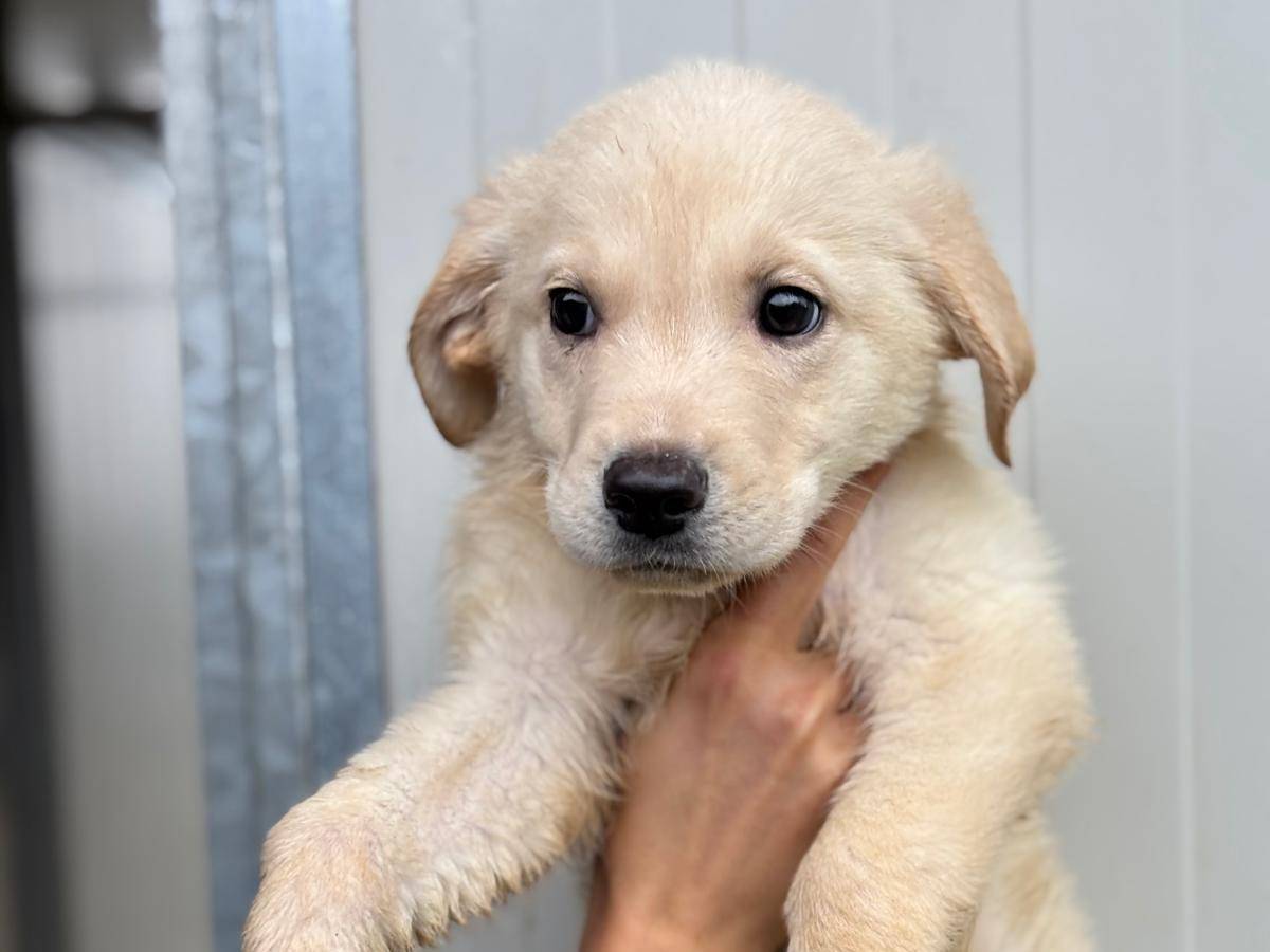 Adozione cane, maschio, Razza sconosciuta Razza sconosciuta, 2 mesi, taglia media, Pisa