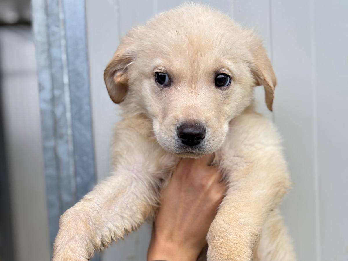 Adotta un cane, maschio, 2 mesi, Pisa