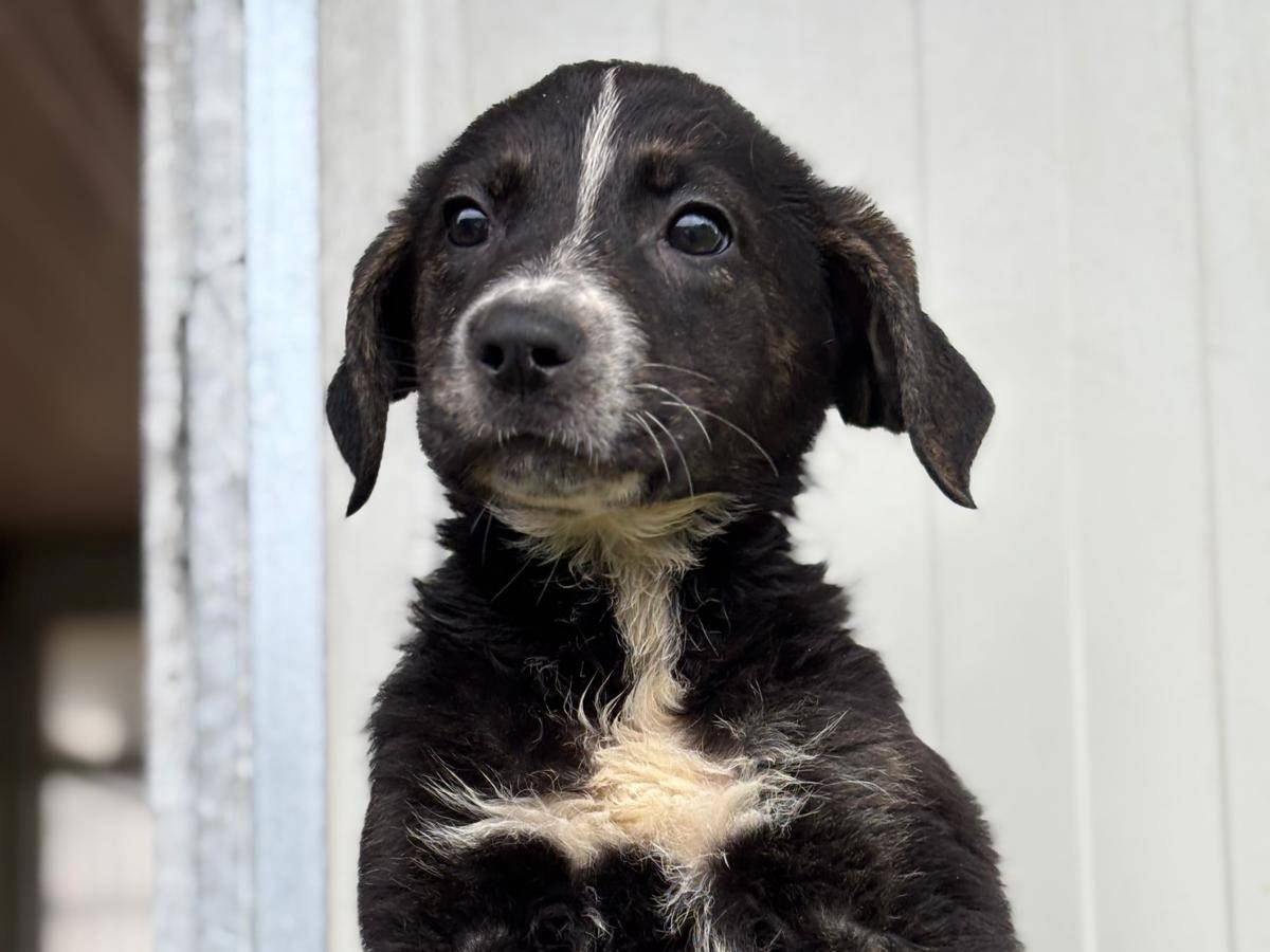 Adotta un cane, femmina, 2 mesi, Pisa