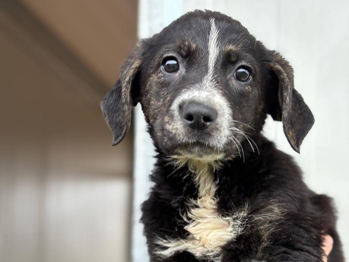 Adotta un cane, taglia media, femmina, Pisa